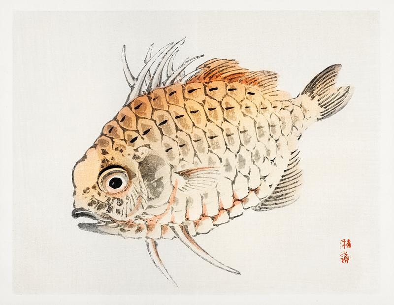 Fish by Kōno Bairei (1844-1895). Digitally enhanced from our own original 1913 edition of Barei Gakan. Fish by Kōno Bairei (1844-1895). Digitally enhanced from our own original 1913 edition of Barei Gakan.
