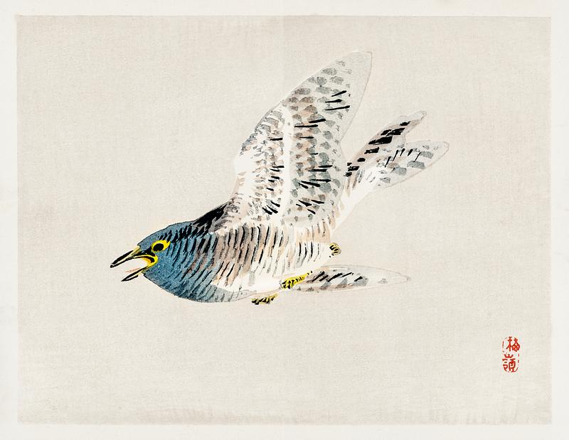 European herring gull by Kōno Bairei (1844-1895). Digitally enhanced from our own original 1913 edition of Barei Gakan. European herring gull by Kōno Bairei (1844-1895). Digitally enhanced from our own original 1913 edition of Barei Gakan.