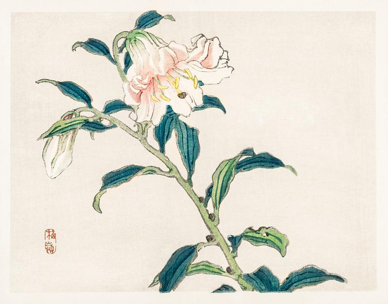 Lily by Kōno Bairei (1844-1895). Digitally enhanced from our own original 1913 edition of Barei Gakan. Lily by Kōno Bairei (1844-1895). Digitally enhanced from our own original 1913 edition of Barei Gakan.