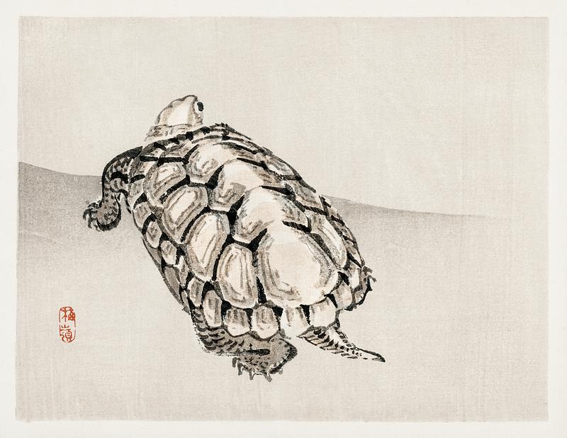 Turtle by Kōno Bairei (1844-1895). Digitally enhanced from our own original 1913 edition of Barei Gakan. Turtle by Kōno Bairei (1844-1895). Digitally enhanced from our own original 1913 edition of Barei Gakan.