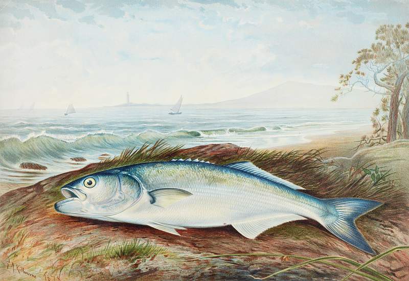 Sprat chromolithograph (1878) by Samuel Kilbourne. Original from Museum of New Zealand. Digitally enhanced by rawpixel.