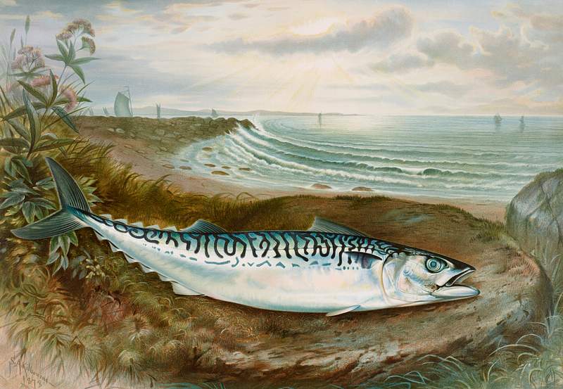 Mackerel fish chromolithograph (1878) by Samuel Kilbourne. Original from Museum of New Zealand. Digitally enhanced by…