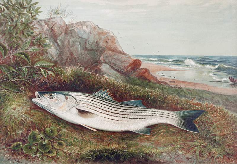 Striped bonito chromolithograph (1878) by Samuel Kilbourne. Original from Museum of New Zealand. Digitally enhanced by…