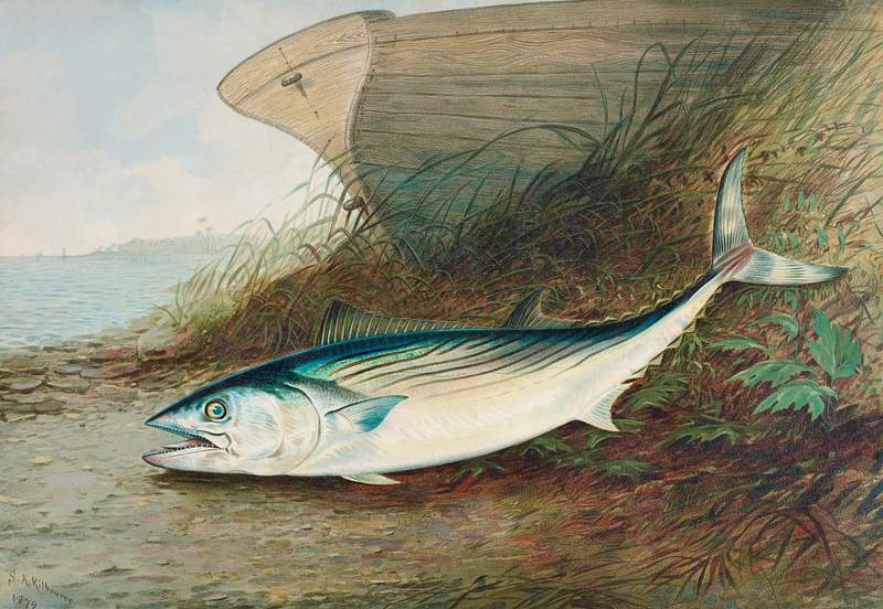 Mackerel chromolithograph (1879) by Samuel Kilbourne. Original from Museum of New Zealand. Digitally enhanced by rawpixel.