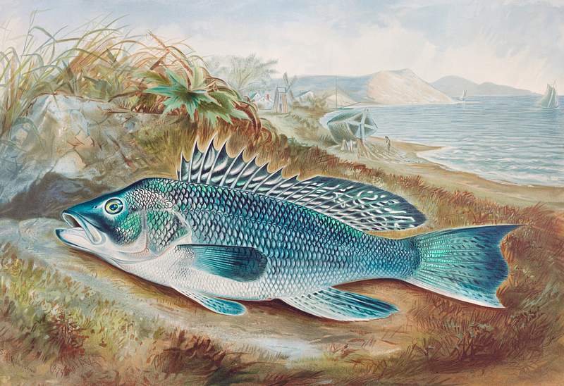 The Sea Bass chromolithograph (1879) by Samuel Kilbourne. Original from Museum of New Zealand. Digitally enhanced by…