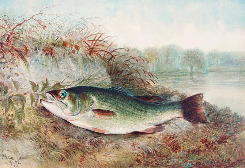 Largemouth Bass chromolithograph (1879) by Samuel Kilbourne. Original from Museum of New Zealand. Digitally enhanced by…