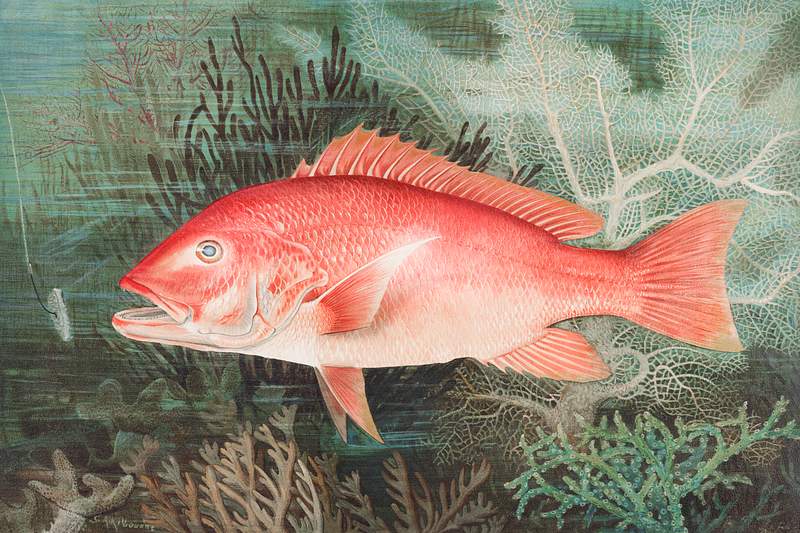 Northern Red Snapper chromolithograph (n.d.) by Samuel Kilbourne. Original from Museum of New Zealand. Digitally enhanced by…