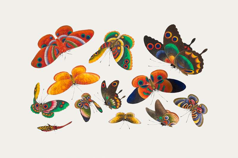 Chinese butterfly and insect painting | Free public domain illustration Chinese butterfly and insect painting from the Qing Dynasty (1644–1911) by anonymous. Original from The MET Museum.…