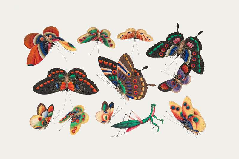 Chinese butterfly and insect painting from the Qing Dynasty (1644–1911) by anonymous. Original from The MET Museum.…