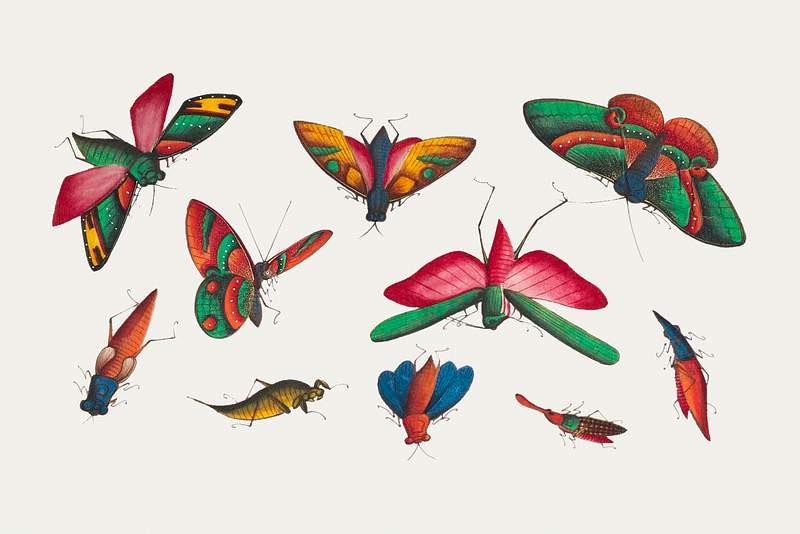 Chinese butterfly and insect painting from the Qing Dynasty (1644–1911) by anonymous. Original from The MET Museum.…