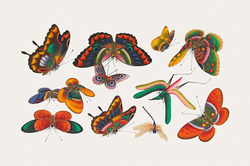 Chinese butterfly and insect painting from the Qing Dynasty (1644–1911) by anonymous. Original from The MET Museum.…