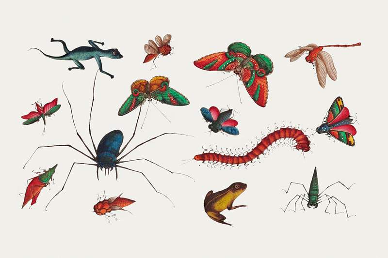 Chinese butterfly and insect painting | Free public domain illustration Chinese butterfly and insect painting from the Qing Dynasty (1644–1911) by anonymous. Original from The MET Museum.…