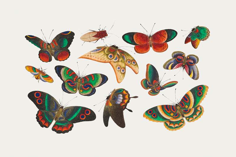 Chinese butterfly and insect painting from the Qing Dynasty (1644–1911) by anonymous. Original from The MET Museum.…
