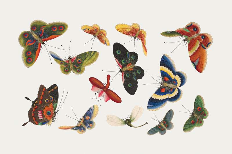 Chinese butterfly and insect painting from the Qing Dynasty (1644–1911) by anonymous. Original from The MET Museum.…