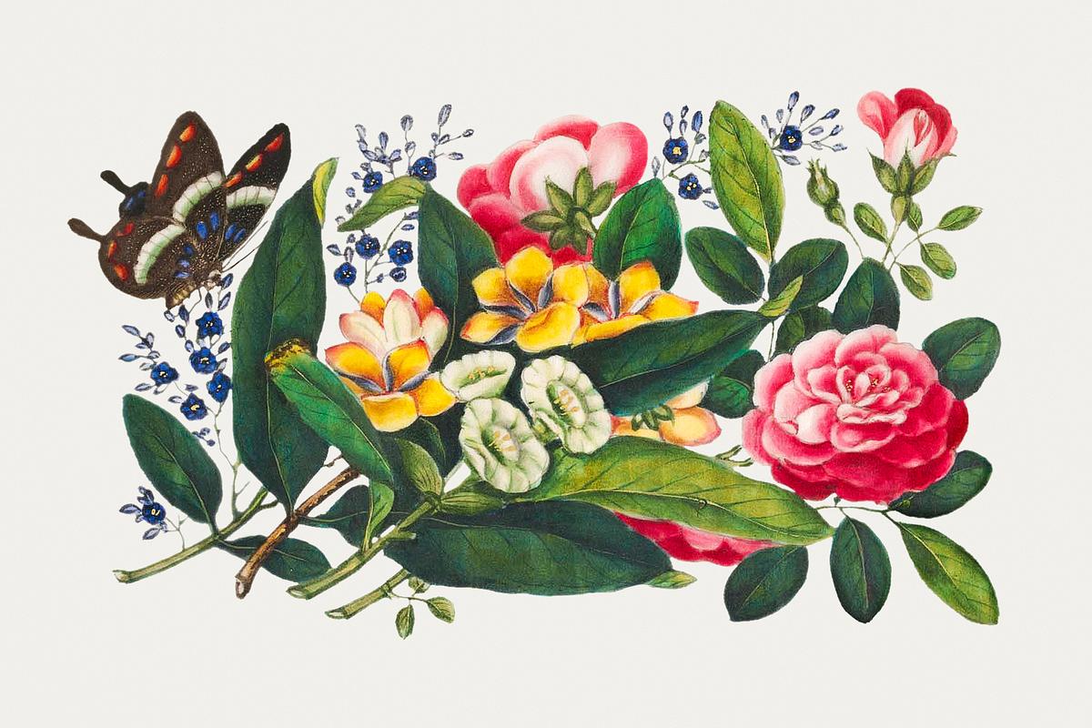 Vintage Chinese botanical painting | Free public domain illustration Chinese peony painting from the Qing Dynasty (1644–1911) by anonymous. Original from The MET Museum. Digitally enhanced…