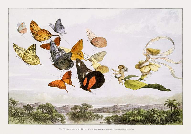 The Fairy Queen Takes an Airy Drive in a Light Carriage, a Twelve–in–hand, drawn by Thoroughbred Butterflies…