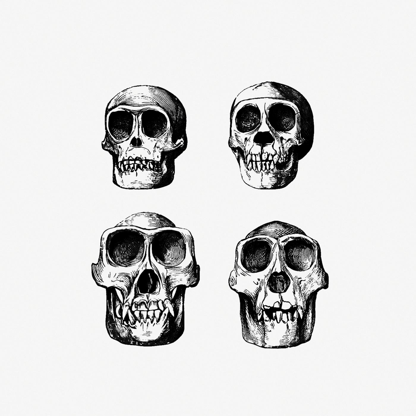 Vintage skull from Voyages and Adventures in Equatorial Africa... French Edition, Revised and Expanded (1863). Original from... Vintage skull from Voyages and Adventures in Equatorial Africa... French Edition, Revised and Expanded (1863). Original from...