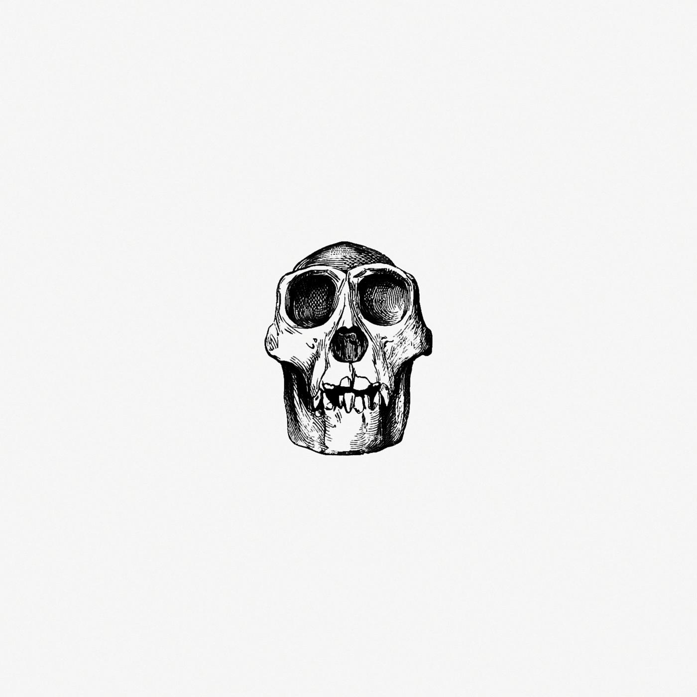 Vintage skull from Voyages and Adventures in Equatorial Africa... French Edition, Revised and Expanded (1863). Original from... Vintage skull from Voyages and Adventures in Equatorial Africa... French Edition, Revised and Expanded (1863). Original from...