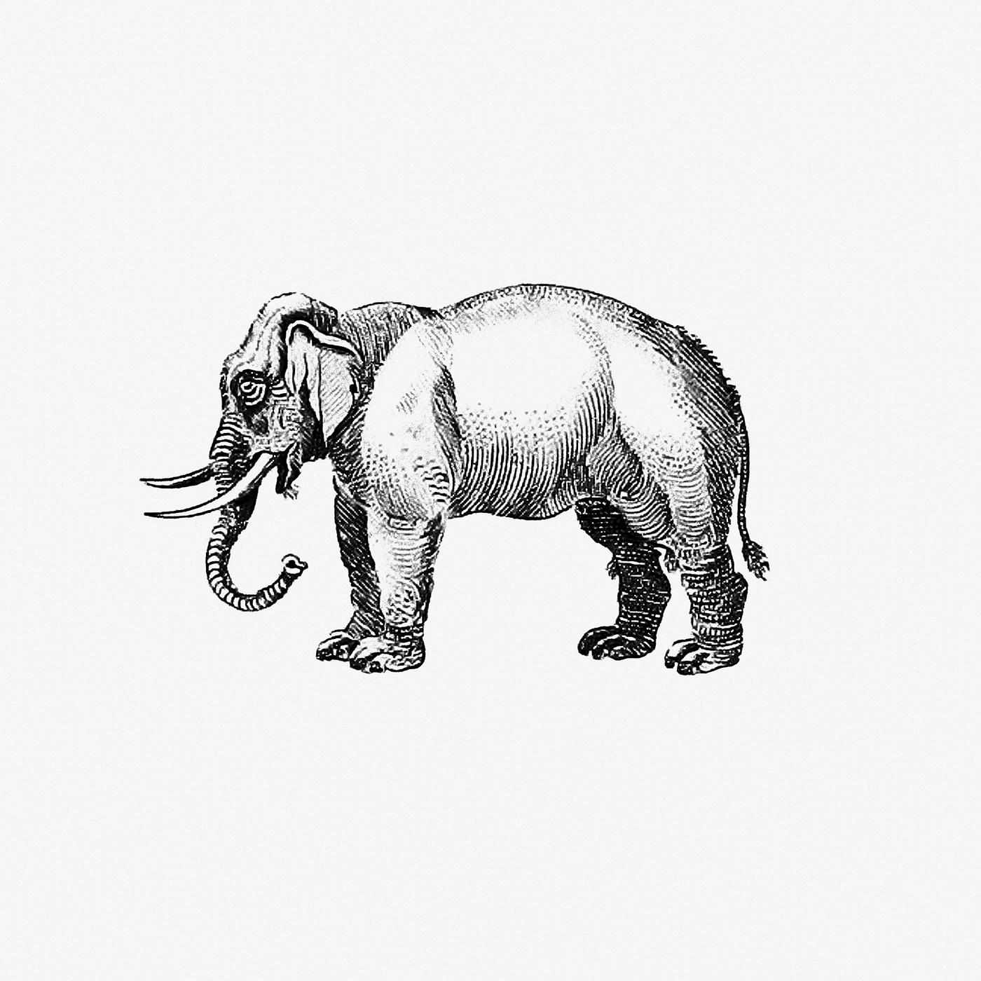 Vintage European style elephant engraving by Oliver Goldsmith (1775). Original from the British Library. Digitally enhanced... Vintage European style elephant engraving by Oliver Goldsmith (1775). Original from the British Library. Digitally enhanced...