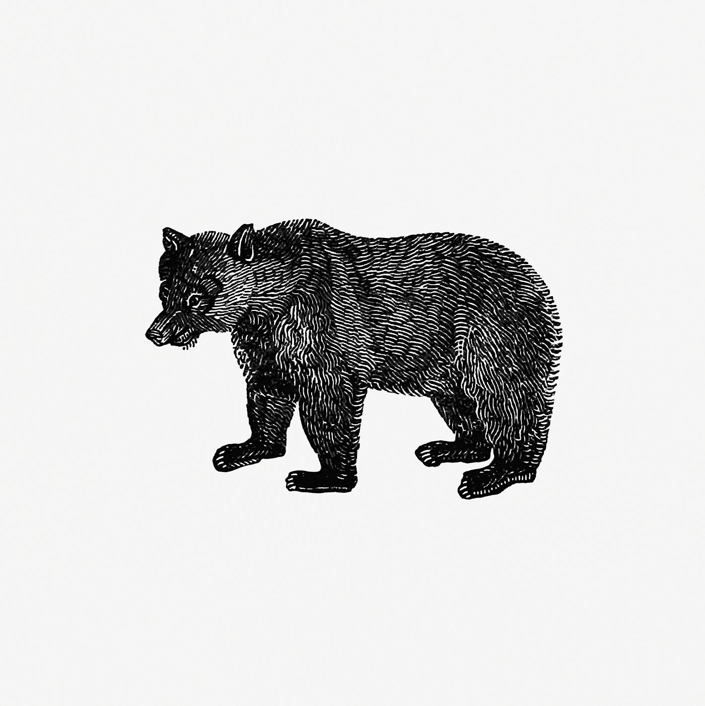 Vintage European style bear engraving from The Polar Regions Of The Western Continent Explored; Embracing A Geographical... Vintage European style bear engraving from The Polar Regions Of The Western Continent Explored; Embracing A Geographical...