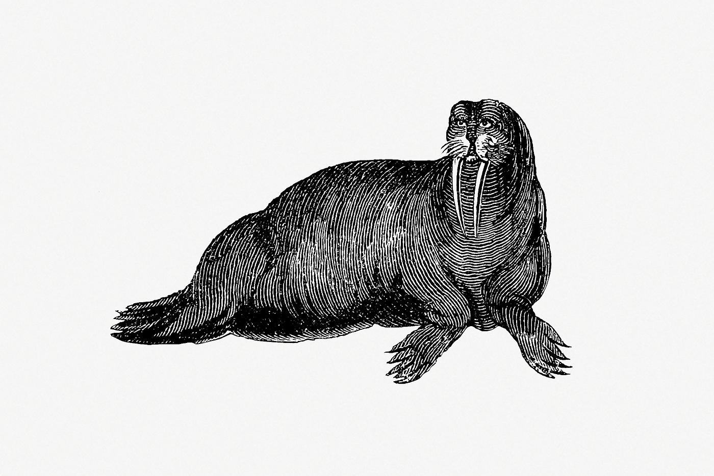 Walrus shade drawing | Free public domain illustration - 562377