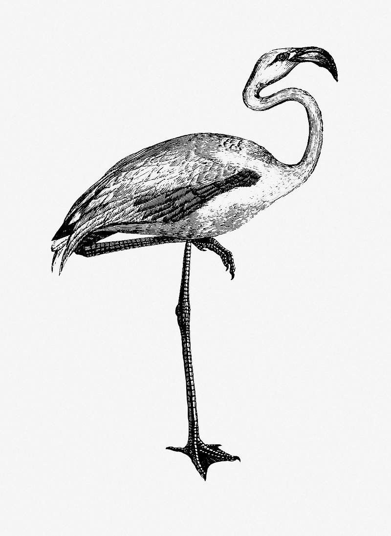 Flamingo shade drawing | Free public domain illustration Flamingo from Voyages Dans les Deux Océans Atlantique et Pacifique (1844) published by Eugène Delessert. Original…
