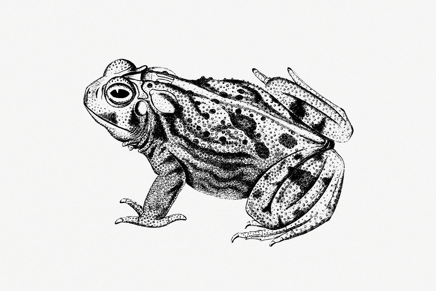 Great Plains toad from Exploration of the Red River of Louisiana (1852) published by Randolph Benton Marcy. Original from... Great Plains toad from Exploration of the Red River of Louisiana (1852) published by Randolph Benton Marcy. Original from...