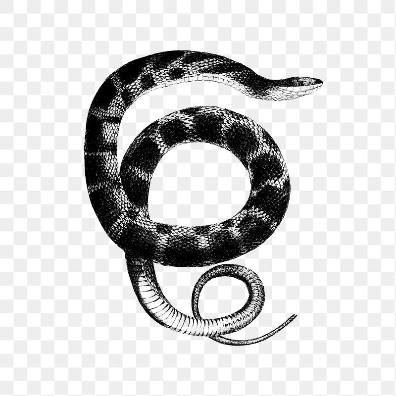 Royalty Free Snakes Stock Photos Rawpixel