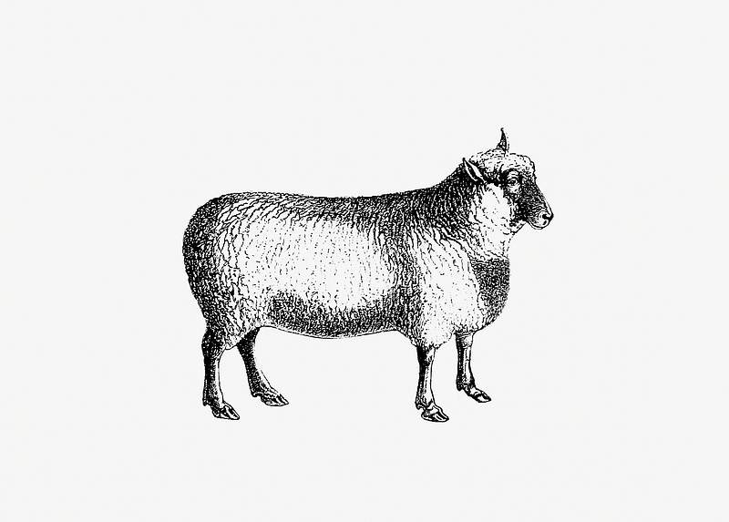 Sheep shade drawing | Free public domain illustration Sheep from On the Domesticated Animals of the British Islands: Comprehending the Natural and Economical History of Species…