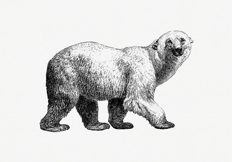White bear shade drawing White bear from Amerika. Eine allgemeine Landeskunde (1894) published by Wilhelm Sievers. Original from the British Library.…