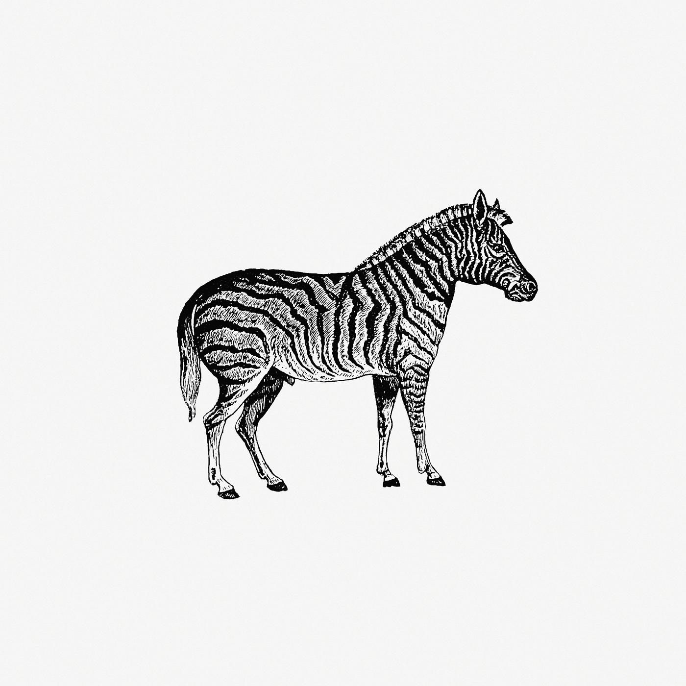 Zebra from Adventures in the Far Interior of South Africa; Including a Journey to Lake Ngami, and Ramblesin Honduras. to... Zebra from Adventures in the Far Interior of South Africa; Including a Journey to Lake Ngami, and Ramblesin Honduras. to...