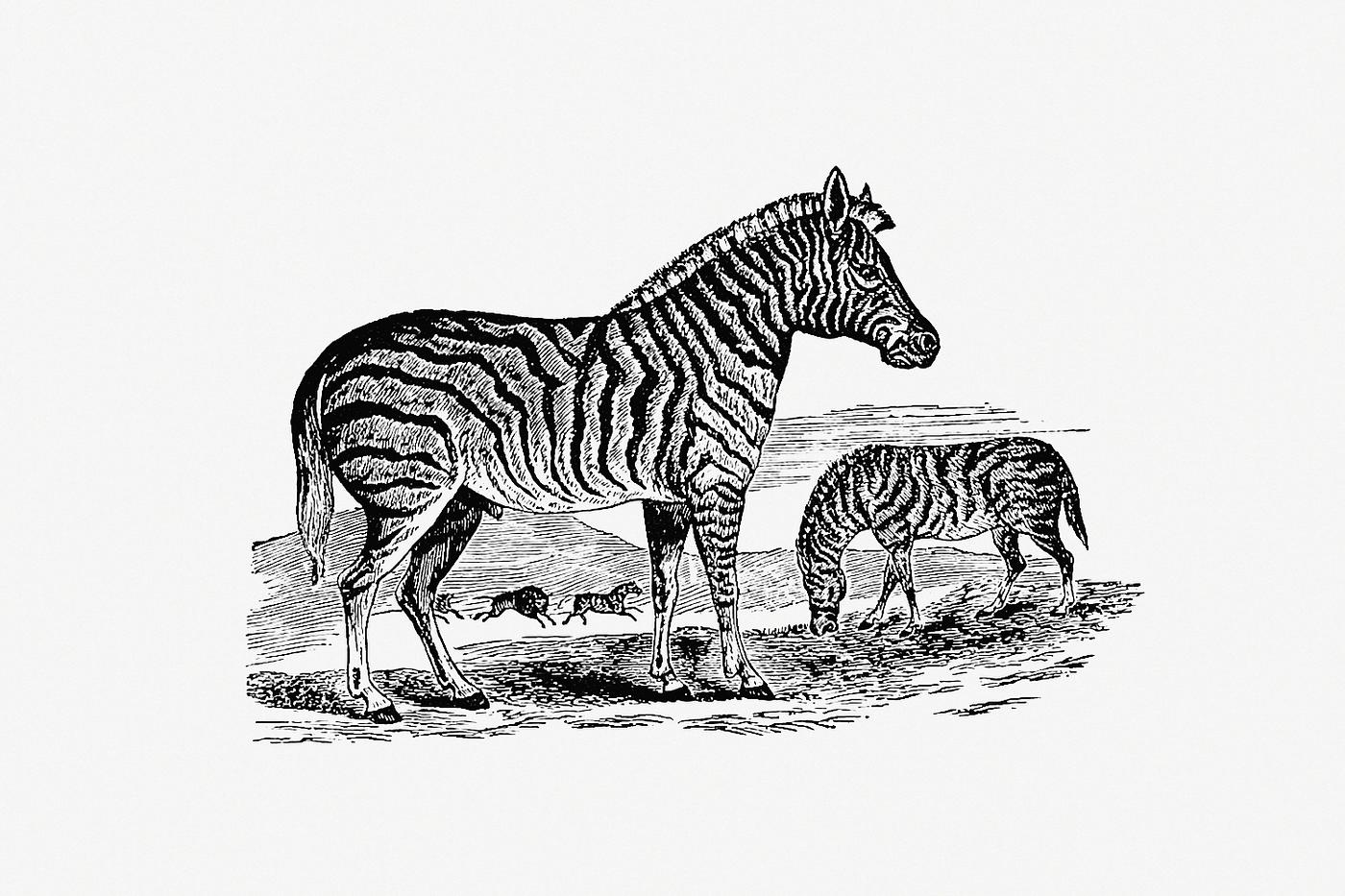 Zebra from Adventures in the Far Interior of South Africa; Including a Journey to Lake Ngami, and Ramblesin Honduras. to... Zebra from Adventures in the Far Interior of South Africa; Including a Journey to Lake Ngami, and Ramblesin Honduras. to...