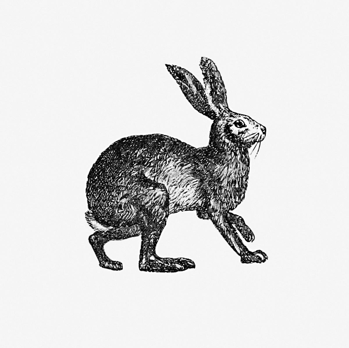 Vintage hare illustration