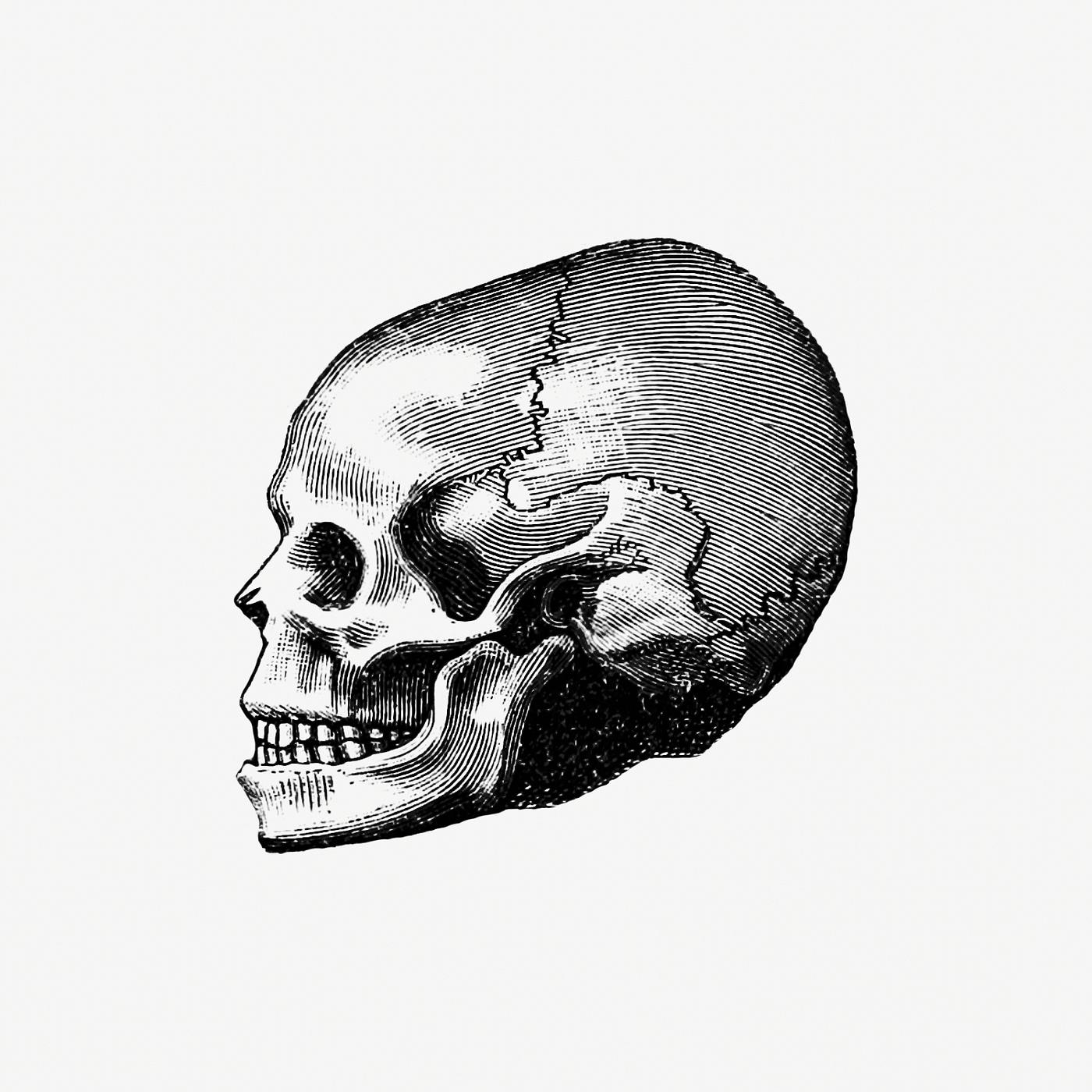 Vintage Victorian style skull engraving. Original from the British Library. Digitally enhanced by rawpixel. Vintage Victorian style skull engraving. Original from the British Library. Digitally enhanced by rawpixel.