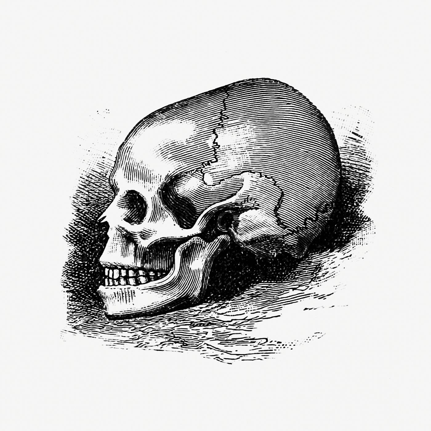 Vintage Victorian style skull engraving. Original from the British Library. Digitally enhanced by rawpixel. Vintage Victorian style skull engraving. Original from the British Library. Digitally enhanced by rawpixel.
