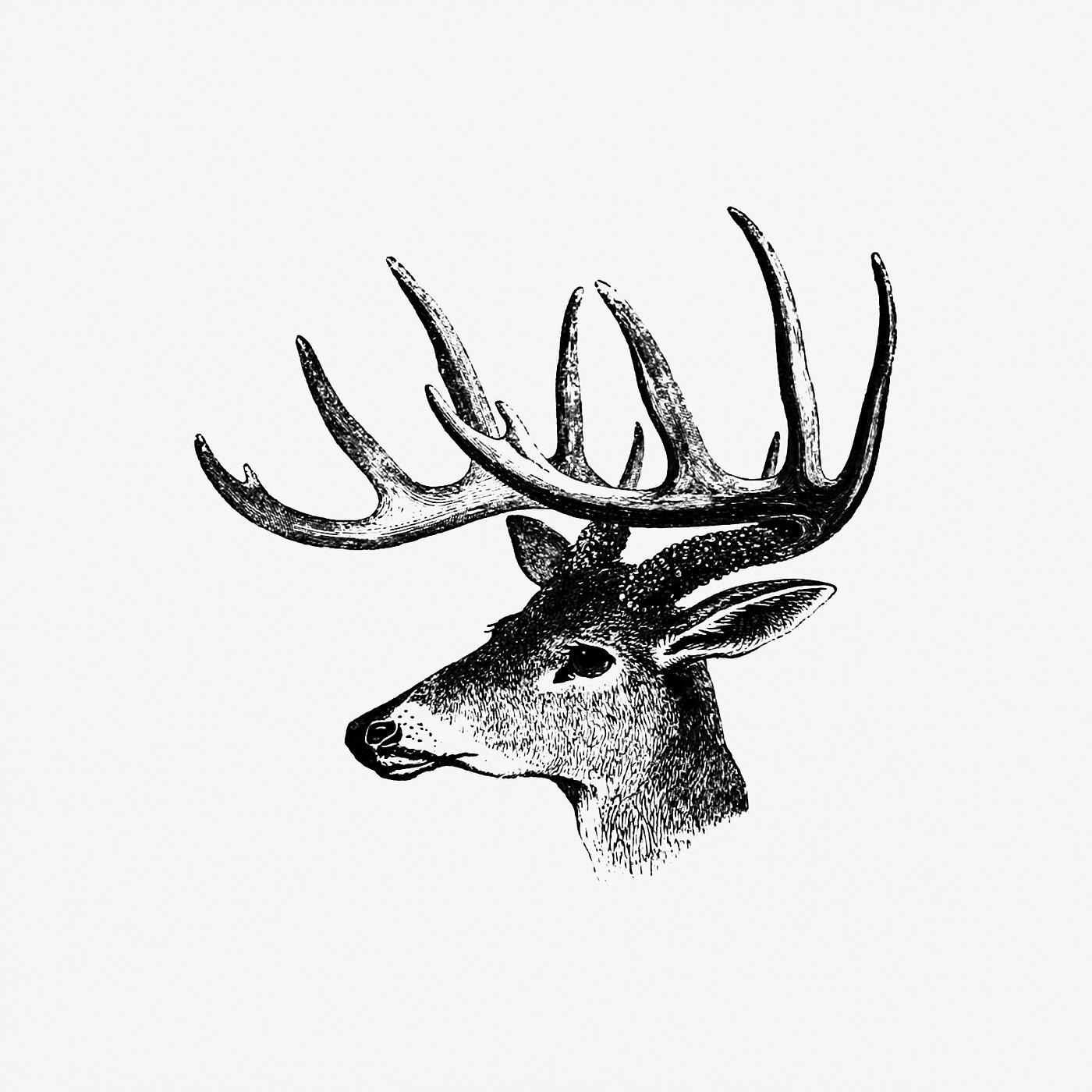 Vintage Victorian style deer with antler engraving. Original from the British Library. Digitally enhanced by rawpixel. Vintage Victorian style deer with antler engraving. Original from the British Library. Digitally enhanced by rawpixel.