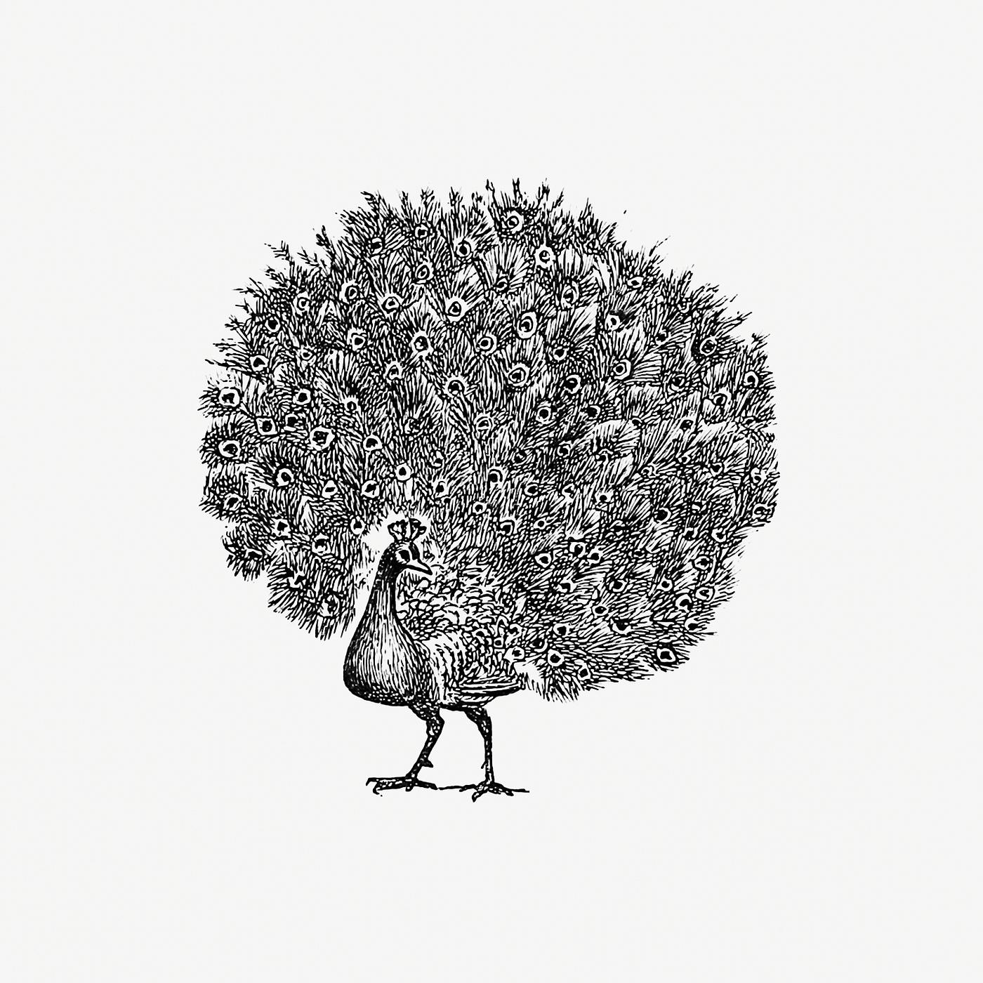 Vintage Victorian style peacock engraving. Original from the British Library. Digitally enhanced by rawpixel. Vintage Victorian style peacock engraving. Original from the British Library. Digitally enhanced by rawpixel.