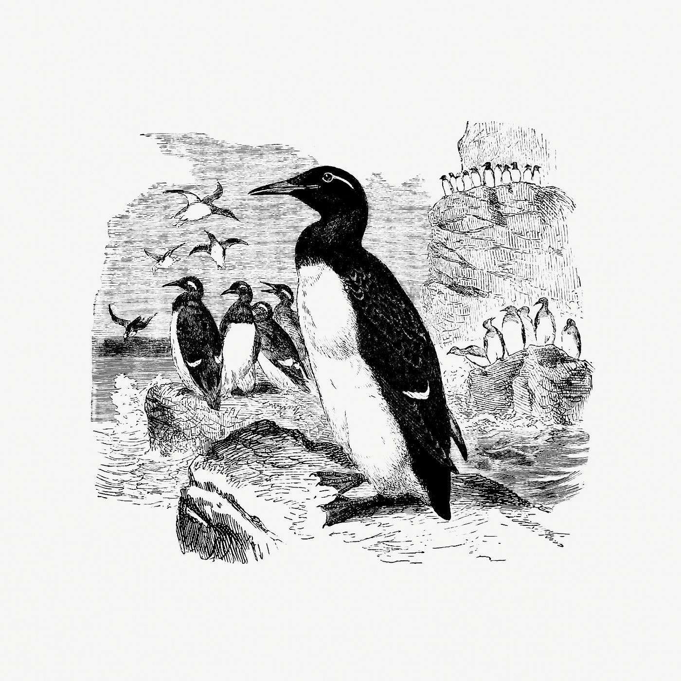 Vintage Victorian style penguins engraving. Original from the British Library. Digitally enhanced by rawpixel. Vintage Victorian style penguins engraving. Original from the British Library. Digitally enhanced by rawpixel.