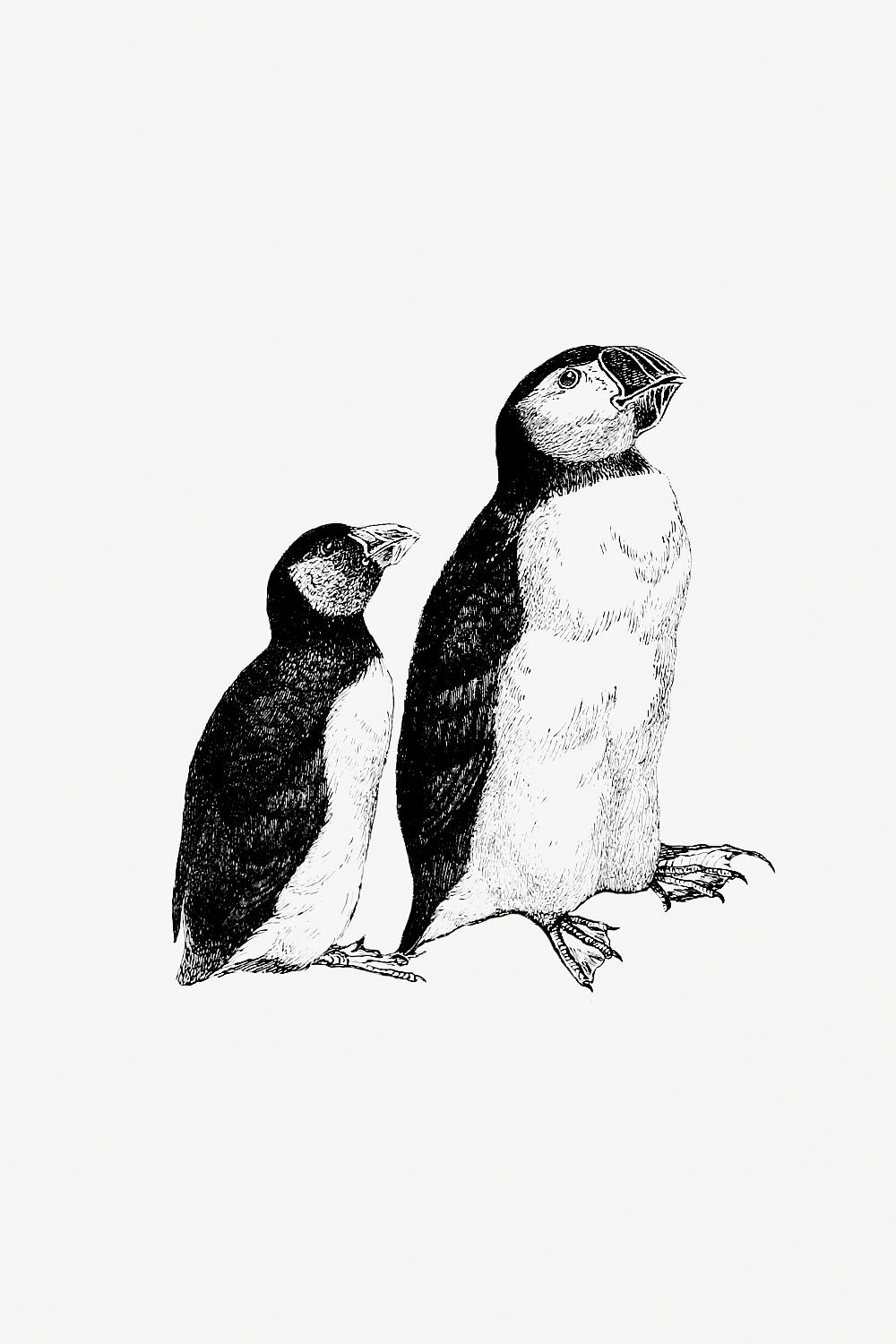 Vintage penguins illustration Vintage Victorian style penguins engraving. Original from the British Library. Digitally enhanced by rawpixel.