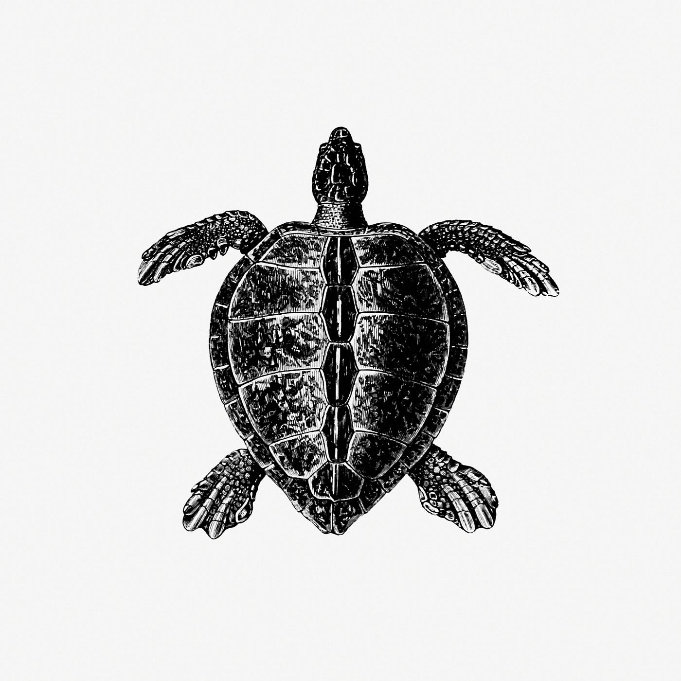 Vintage turtle illustration Vintage Victorian turtle engraving. Original from the British Library. Digitally enhanced by rawpixel.