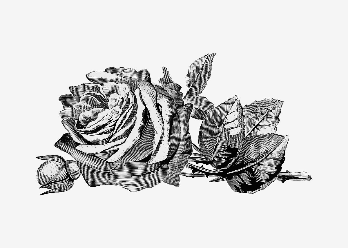 Vintage Rose Illustration Free Stock Vector 556617