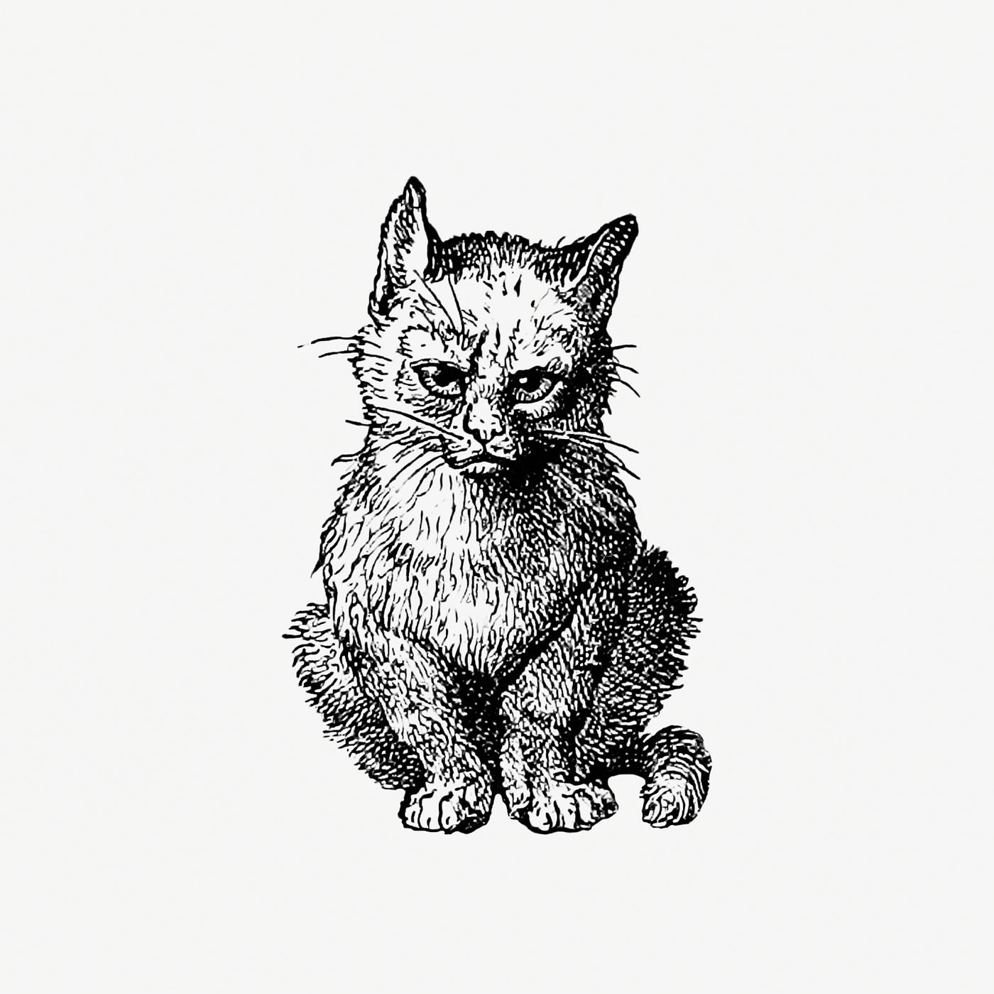 Vintage Victorian style cat engraving. Original from the British Library. Digitally enhanced by rawpixel. Vintage Victorian style cat engraving. Original from the British Library. Digitally enhanced by rawpixel.