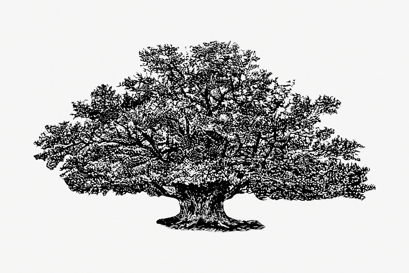 Vintage Victorian style tree engraving. Original from the British Library. Digitally enhanced by rawpixel. Vintage Victorian style tree engraving. Original from the British Library. Digitally enhanced by rawpixel.