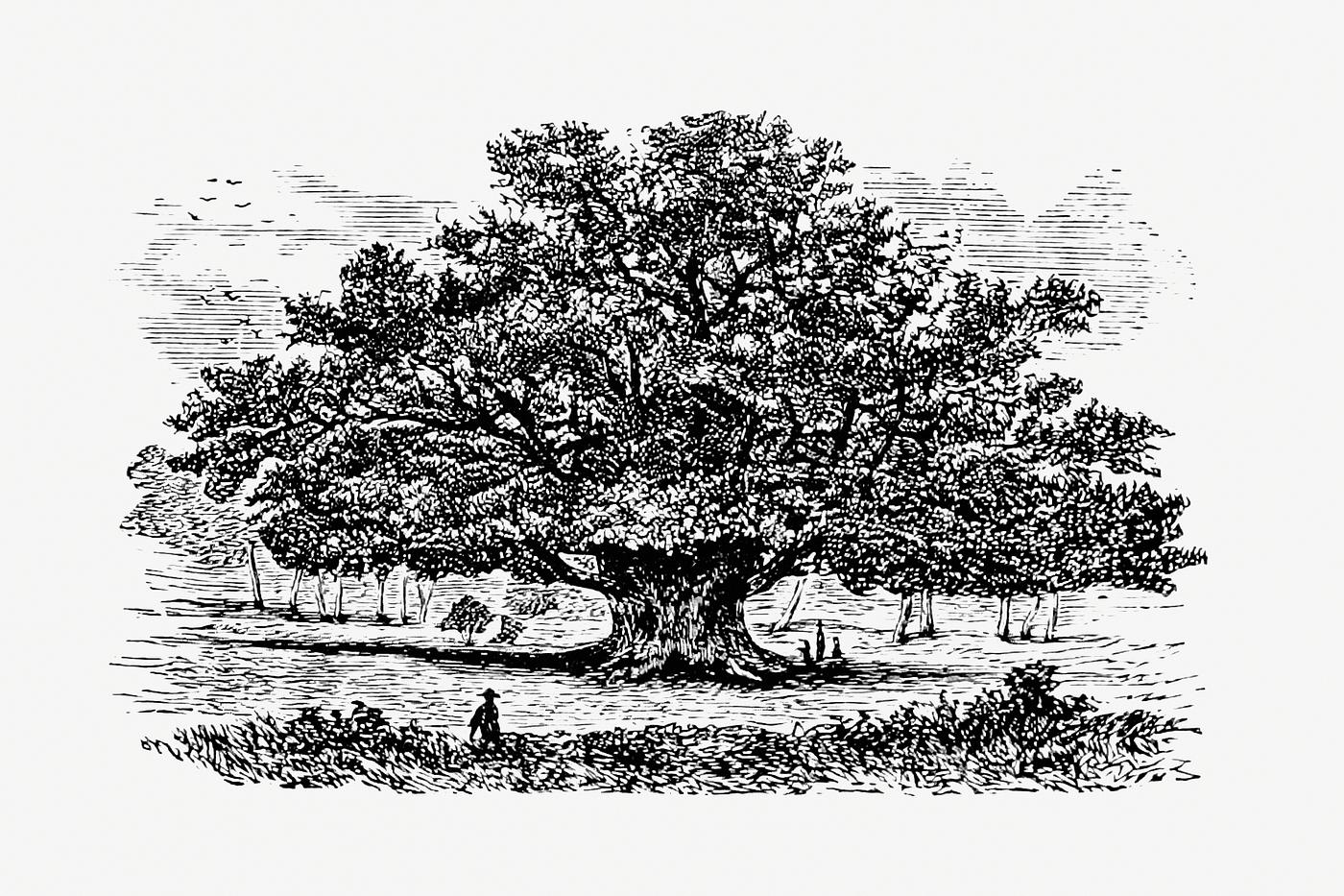 Vintage Victorian style tree engraving. Original from the British Library. Digitally enhanced by rawpixel. Vintage Victorian style tree engraving. Original from the British Library. Digitally enhanced by rawpixel.