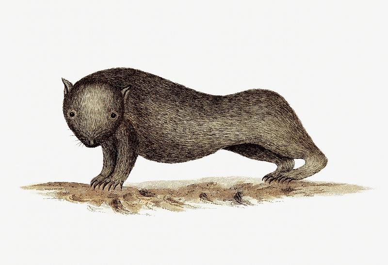 Wombat animal drawing Wombat from An Account of the English Colony in New South Wales (1804) published by David Collins. Original from the British…