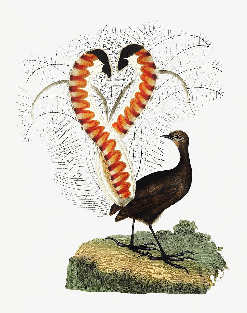 Lyrebird in vintage style Lyrebird from An Account of the English Colony in New South Wales (1804) published by David Collins. Original from the…