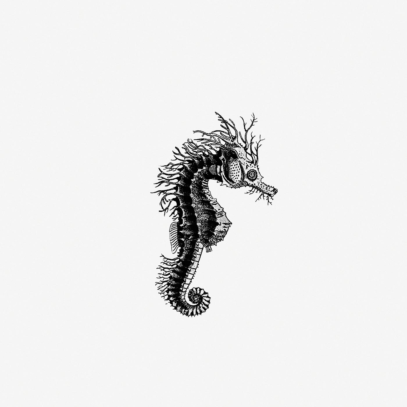 Seahorse from The Zoological Miscellany; being descriptions of new or interesting animals (1814) published by William Elford... Seahorse from The Zoological Miscellany; being descriptions of new or interesting animals (1814) published by William Elford...