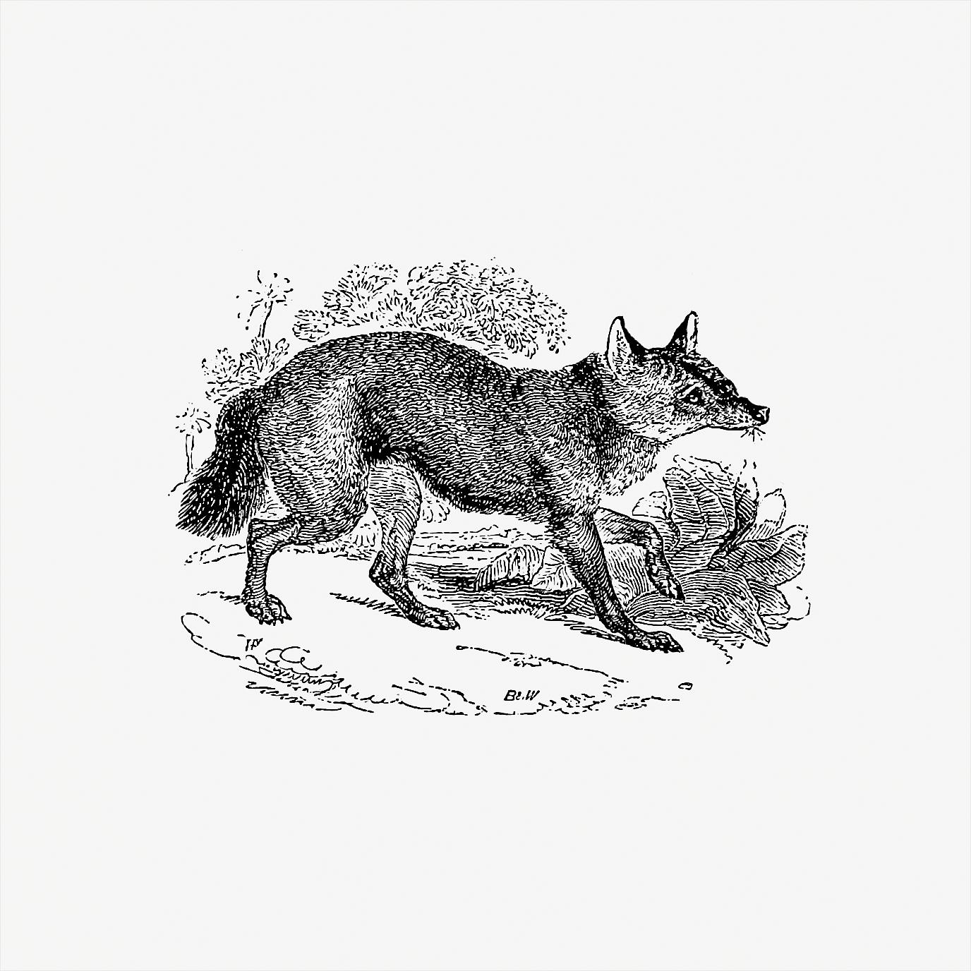 Jackal animal drawing Jackal from The Land of the Lion; or, Adventures Among the Wild Animals of Africa (1876). Original from the British Library...