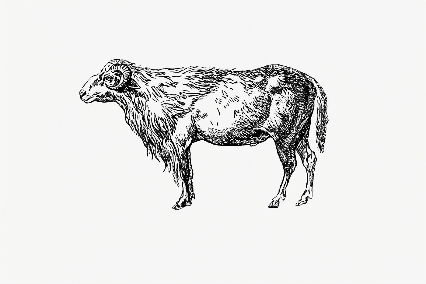 Ram in vintage style Mucco, mad ram from Portuguese Expedition to Muatianvua Ethnographia and Traditional History of the People of Lunda......