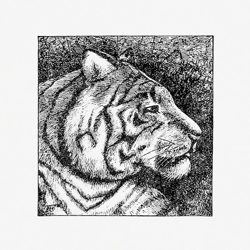 Tiger head in profile Tiger's side face portrait The American Metropolis From Knickerbocker Days To The Present Time, New York Life In All Its…